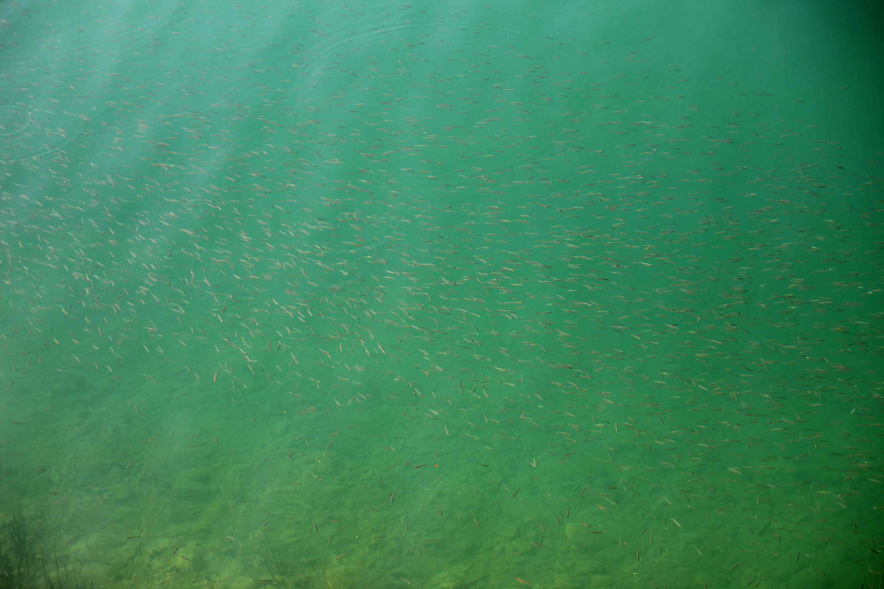Lago di Barcis 2026 07 18 18