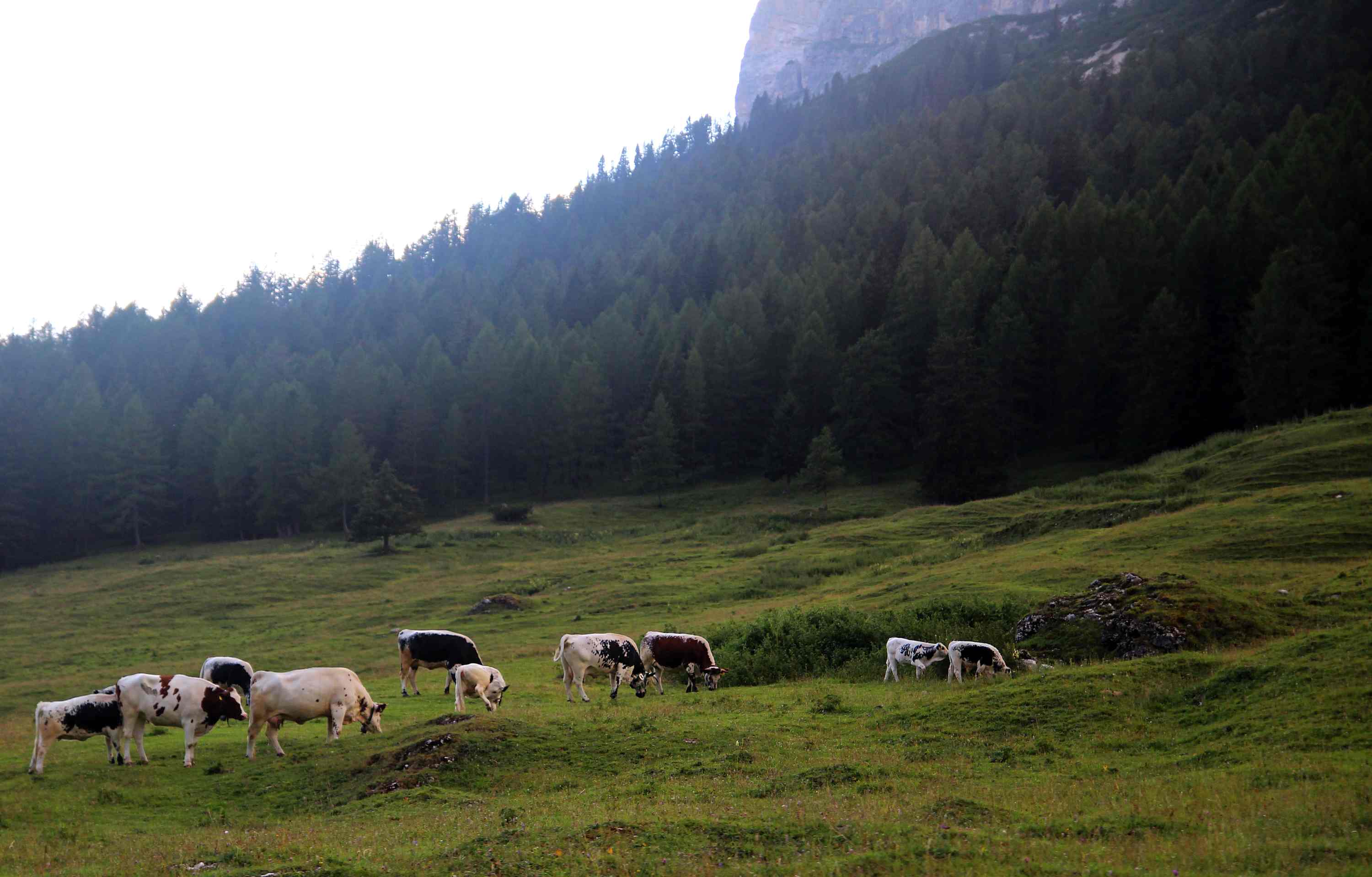 lago di Misurina 2026 07 17
