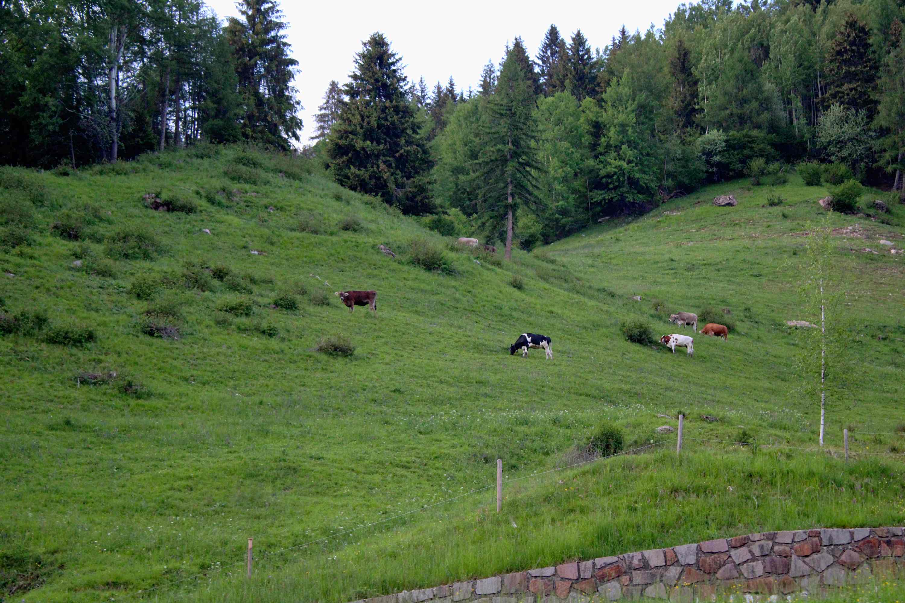 Passo Rolle 2021 05 11 2