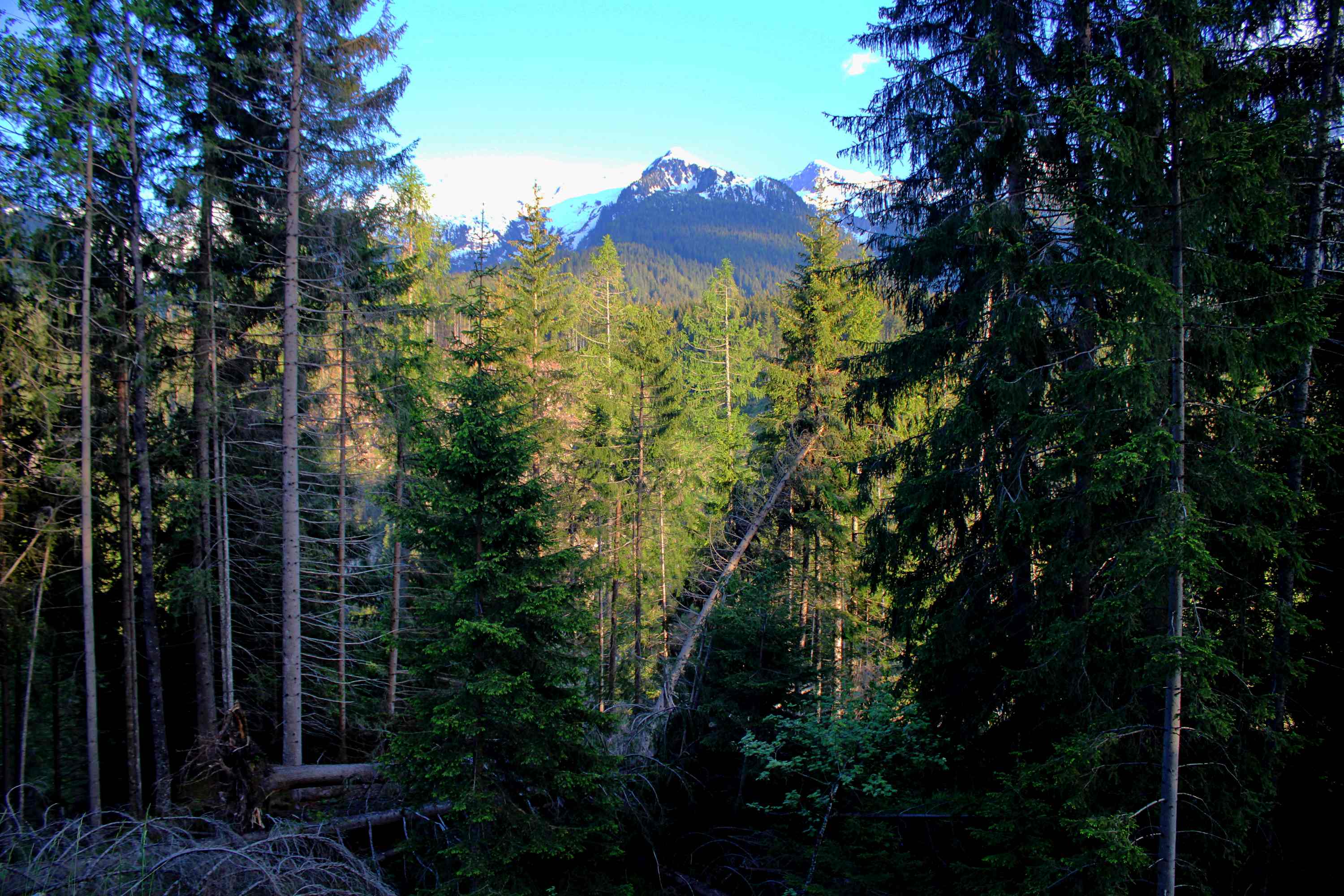 Passo Rolle 2021 05 11 5