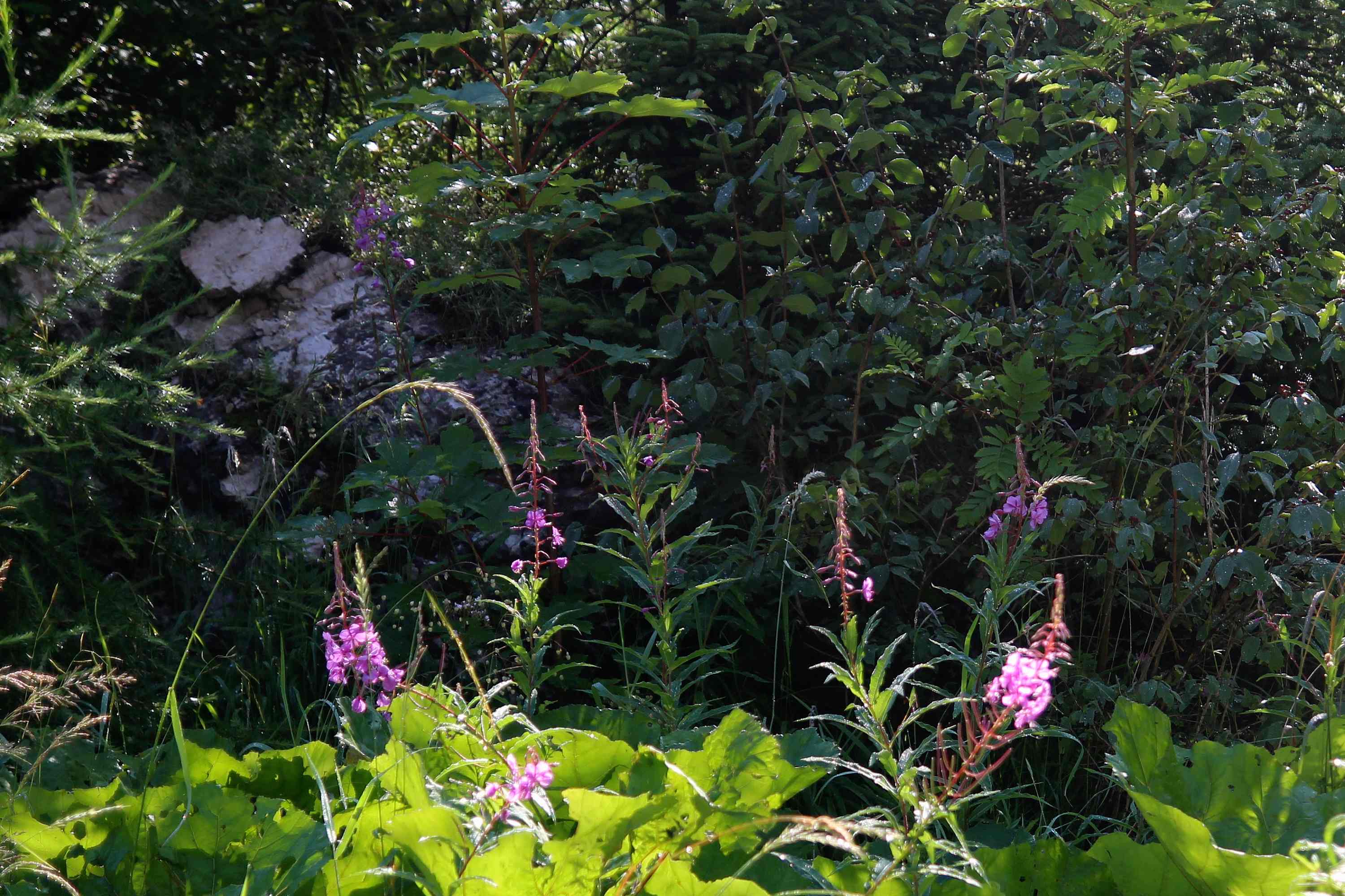 Val di Zoldo 2026 07 18 5
